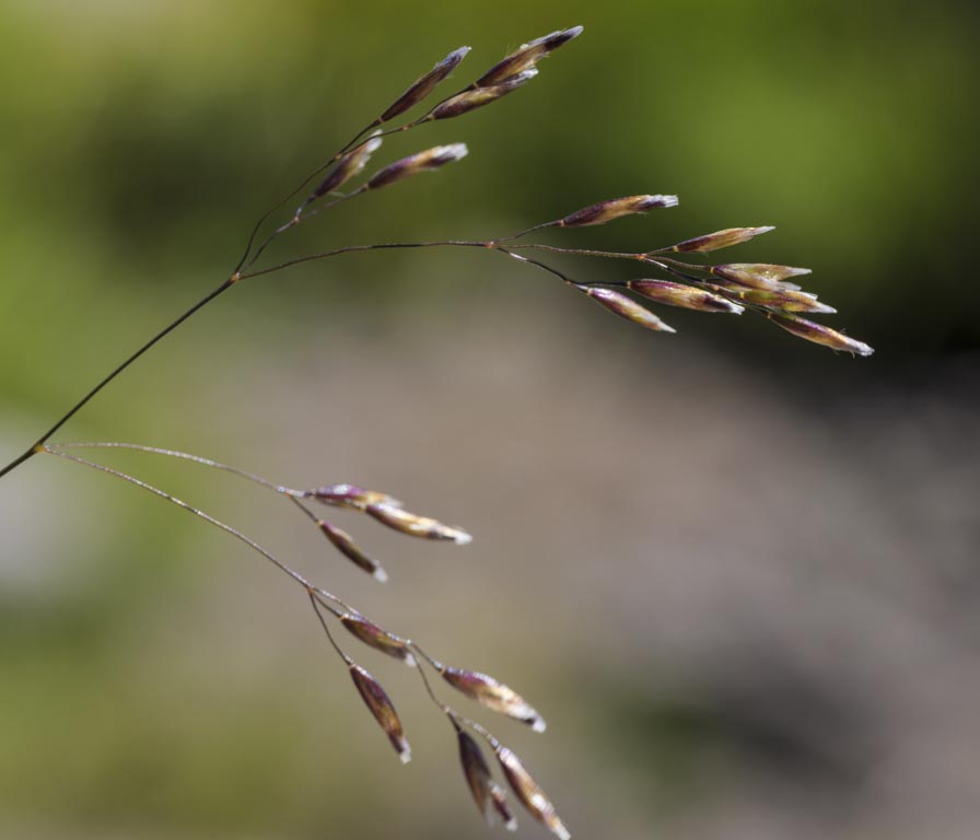 Deschampsia cespitosa ? s